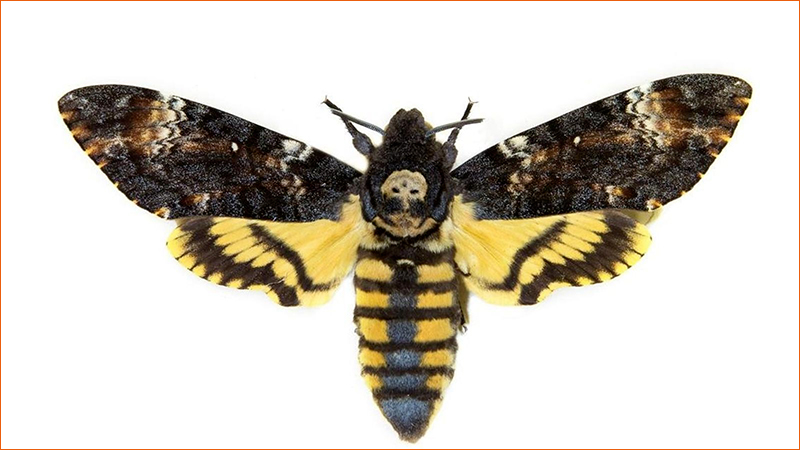 Papillon Acherontia atropos ou sphinx tête-de-mort.